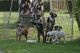 PARC CHIOTS 027
